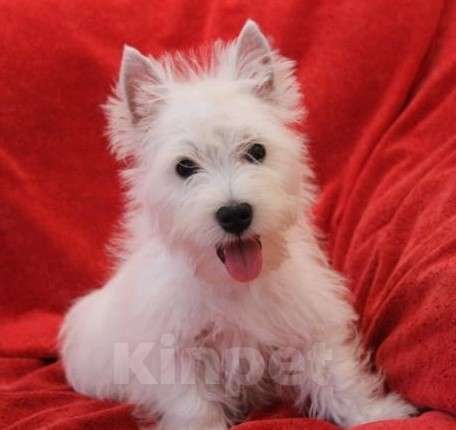 Собаки в Москве: Красавица Веста  Девочка, Бесплатно - фото 3