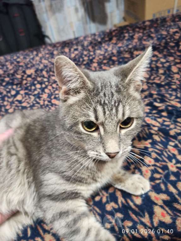 Кошки в Ростове-на-Дону: Кот Хулиган Мальчик, Бесплатно - фото 1