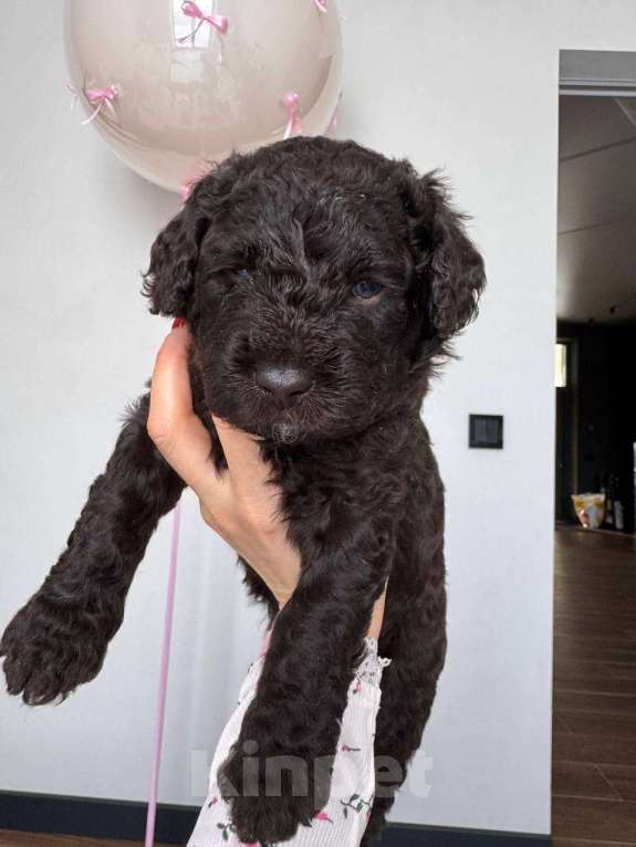 Собаки в других городах Владимирской области: Шоколадная Молли 😍 🐕 Щенок испанской водяной собаки 🐕✨ Девочка, Бесплатно - фото 1
