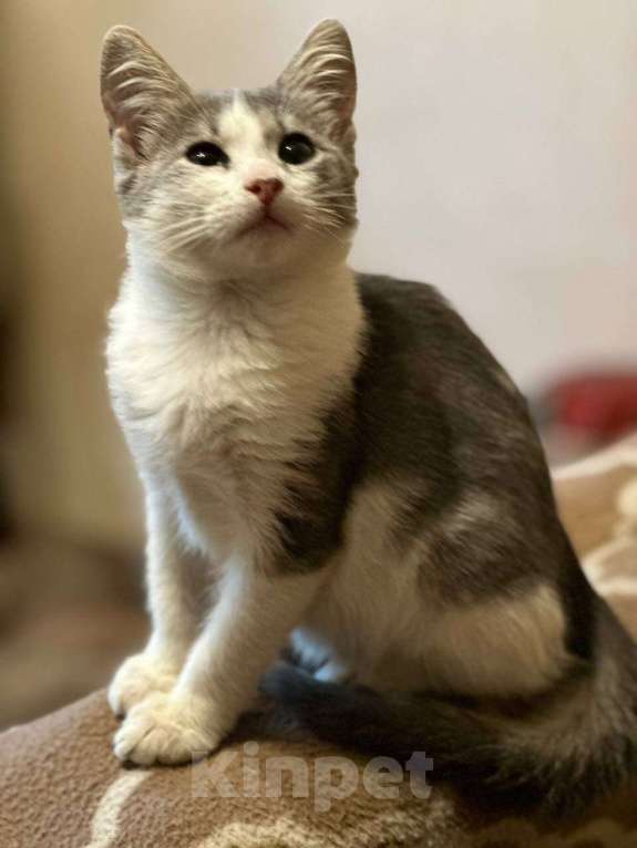 Кошки в Москве: Котята из леса в добрые руки Девочка, 1 руб. - фото 3