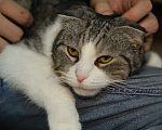 Кошки в Санкт-Петербурге: Ласковая Зена из приюта в добрые руки Девочка, Бесплатно - фото 1