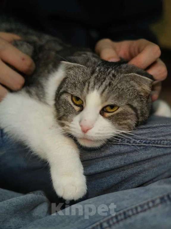 Кошки в Санкт-Петербурге: Ласковая Зена из приюта в добрые руки Девочка, Бесплатно - фото 1