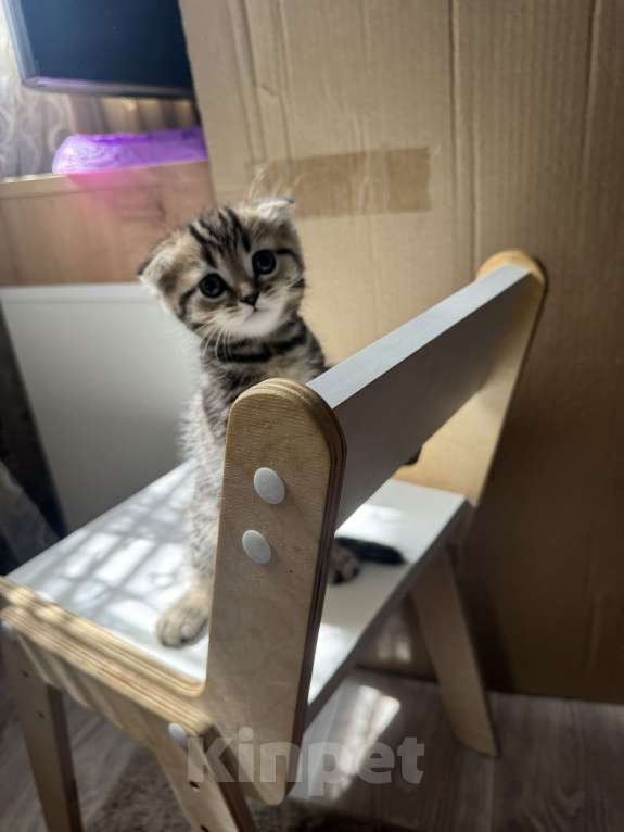 Кошки в Астрахани: Вислоухие шотландские котятя Мальчик, 4 000 руб. - фото 3