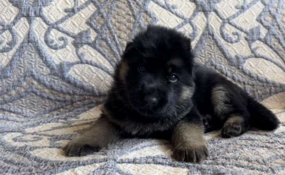 Собаки в Уфе: Щенки немецкой овчарки с родословной Разнополые, Бесплатно - фото 3