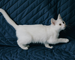 Кошки в Клине: Ассоль — стройная и воздушная кошечка, словно балерина Девочка, Бесплатно - фото 10