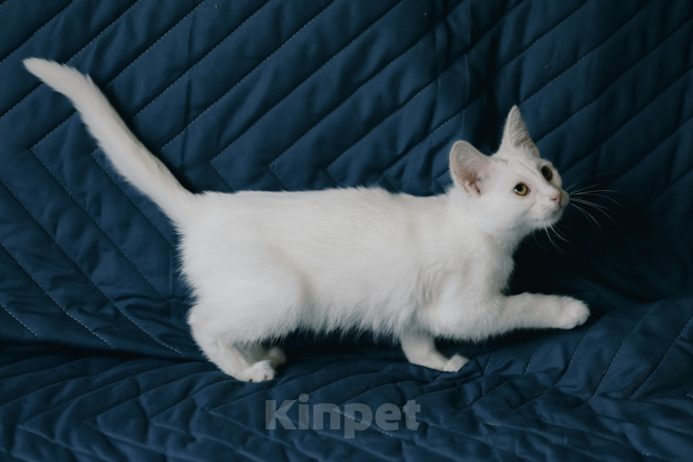 Кошки в Клине: Ассоль — стройная и воздушная кошечка, словно балерина Девочка, Бесплатно - фото 10