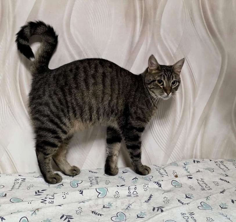 Кошки в Санкт-Петербурге: Красавица Рыся в добрые руки. Девочка, Бесплатно - фото 2