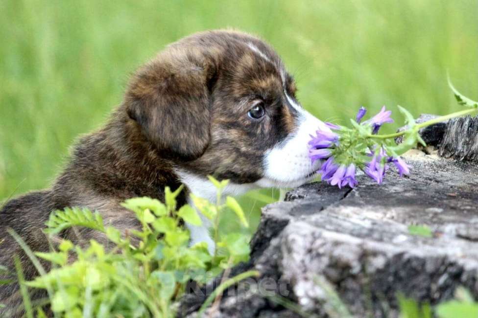 Собаки в Барнауле: Щенки   кардигана  Мальчик, Бесплатно - фото 2