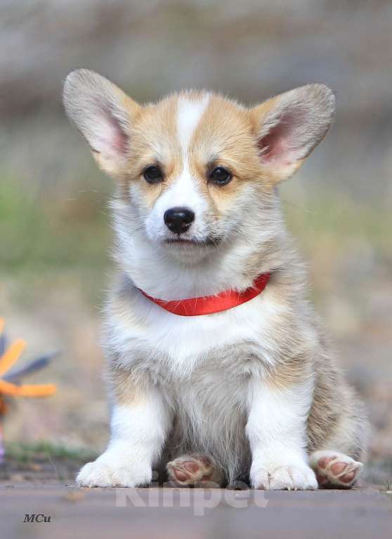 Собаки в Раменском: Девочка Вельш корги пемброк  Девочка, 60 000 руб. - фото 2