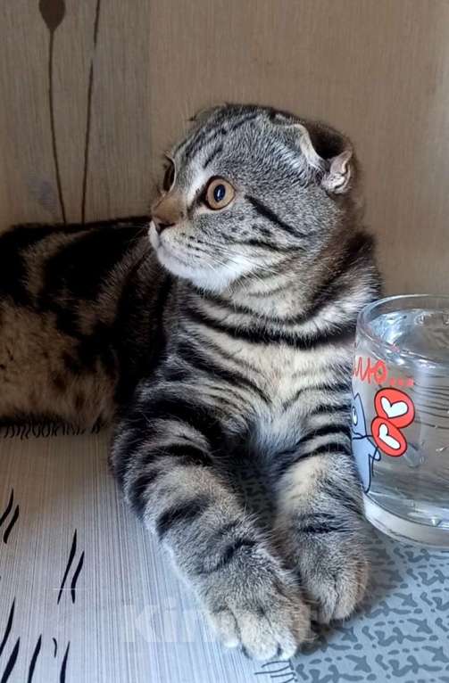 Кошки в Москве: Шотландский вислоухий котёнок  Мальчик, 10 000 руб. - фото 4