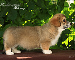 Собаки в Мытищах: Щенки вельш-корги пемброк Мальчик, 90 000 руб. - фото 3