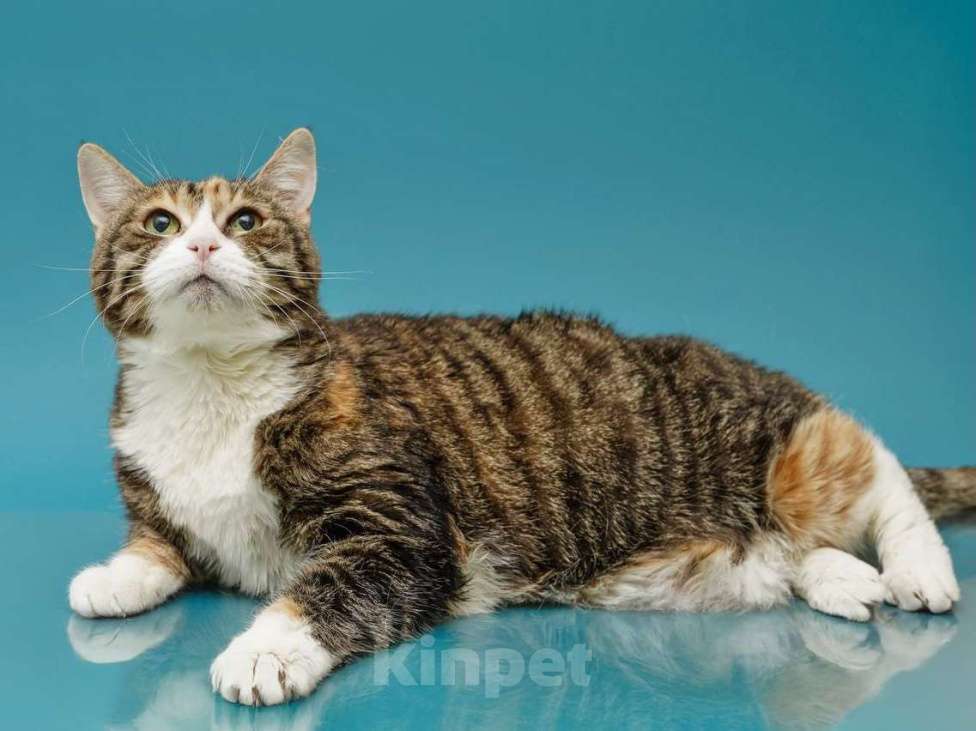 Кошки в Москве: Осиротевшая кошка Маша Девочка, Бесплатно - фото 6