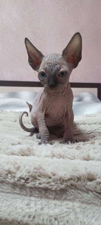 Кошки в Москве: Замечательные котята сфинкс Девочка, 22 000 руб. - фото 4