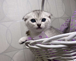 Кошки в Красногорске: Шотландские котята , 15 000 руб. - фото 3