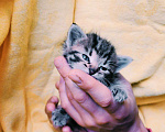 Кошки в Старом Купавне: Котенок Шпрота Девочка, 2 руб. - фото 8