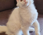 Кошки в Уфе: Белый котенок мейн-кунПрофессиональный питомник Winter Fairy Tale представляет красавца мальчика пор Мальчик, 35 000 руб. - фото 4