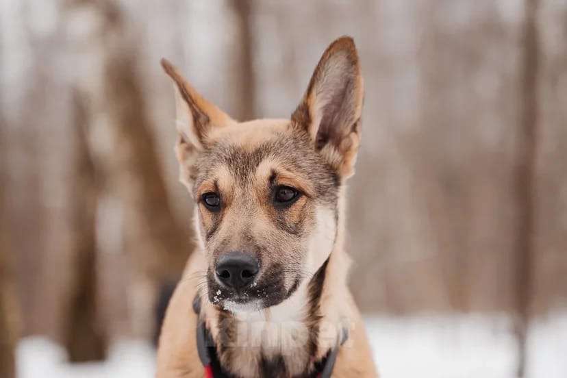 Собаки в Москве: Платон Мальчик, Бесплатно - фото 3