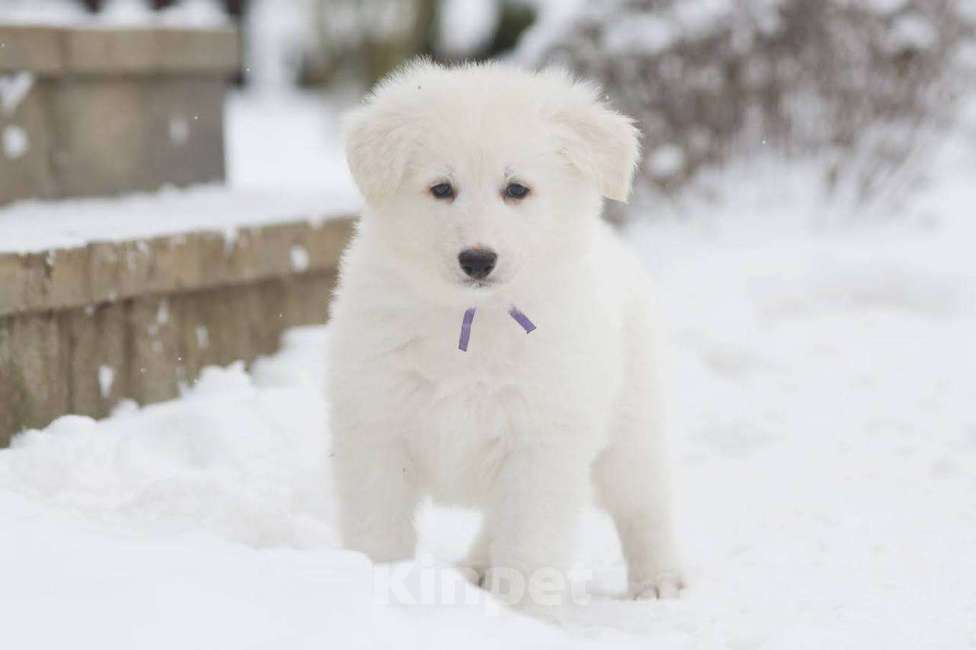 Собаки в Москве: Отдадим щенка белой швейцарской овчарки 2 месяца в хорошие руки Мальчик, 20 000 руб. - фото 2