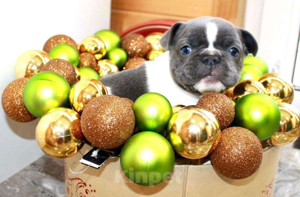 Собаки в Москве: Французские бульдоги Девочка, 100 000 руб. - фото 8