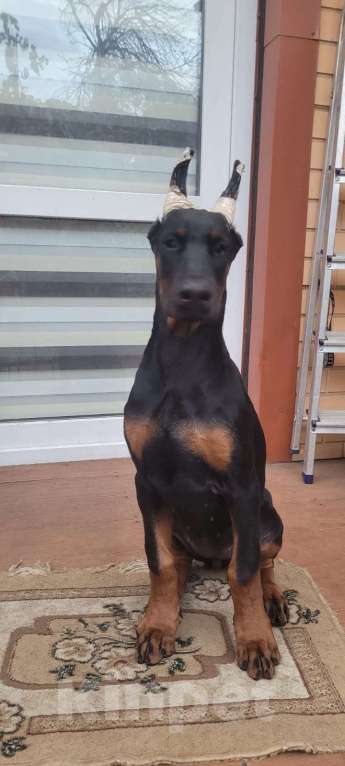 Собаки в Ейске: щенки добермана Девочка, 80 000 руб. - фото 1