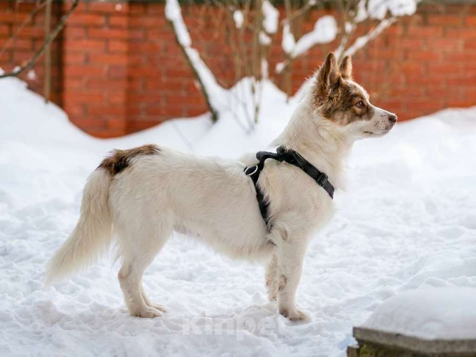 Собаки в Москве: Прелестная собачка Лиза в добрые руки Девочка, Бесплатно - фото 3