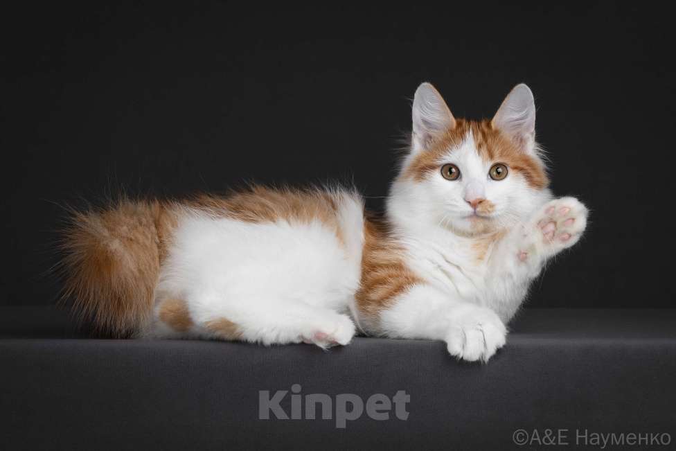 Кошки в Егорьевске: Курильский бобтейл Мальчик, 50 000 руб. - фото 1