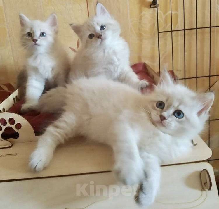 Кошки в Москве: Котята Мальчик, 20 000 руб. - фото 3
