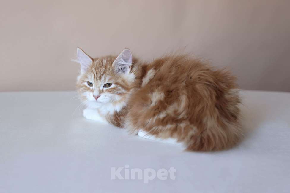 Кошки в Серпухове: Фелиция Русские Цветы Курильский  Бобтейл Девочка, 50 000 руб. - фото 1