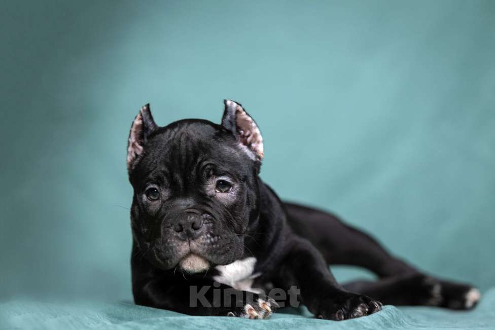 Собаки в Видном: Американский булли, мальчик Тео Мальчик, Бесплатно - фото 2