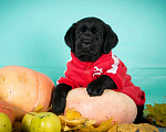 Собаки в Москве: Шикарный черный щенок лабрадора кобель Мальчик, 70 000 руб. - фото 1