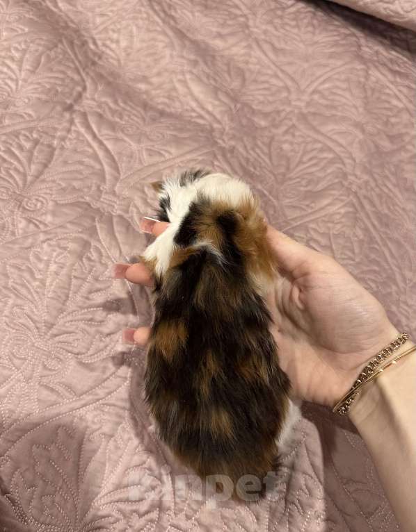 Кошки в Екатеринбурге: мейн-кун полидакт Девочка, 40 000 руб. - фото 7