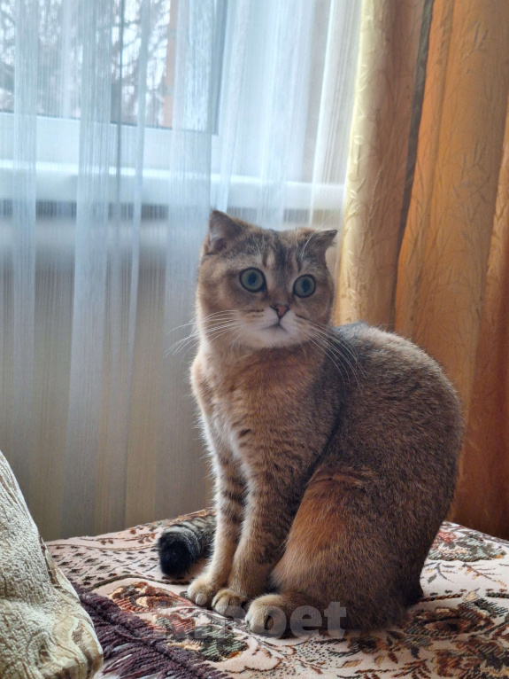 Кошки в Воронеже: Котята шотладской породы окрас золотая шиншилла Разнополые, 6 500 руб. - фото 5