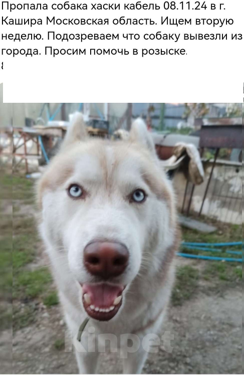 Собаки в Кашире: Пропала собака хаски Мальчик, 5 000 руб. - фото 2