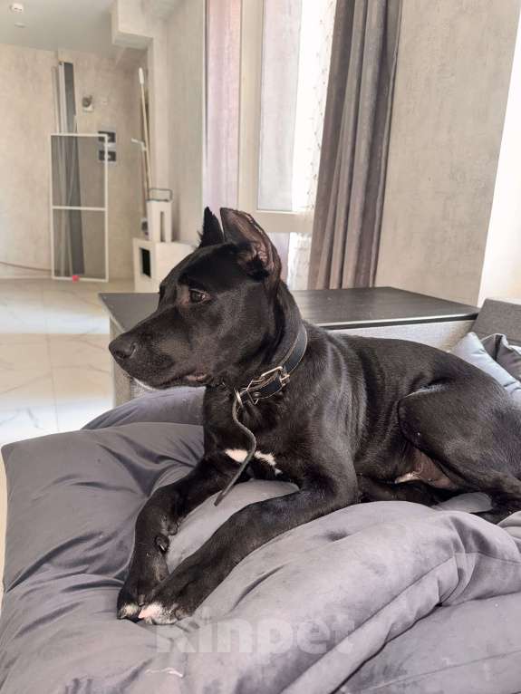 Собаки в Анапе: Щенок амстаффа  Мальчик, 20 000 руб. - фото 2