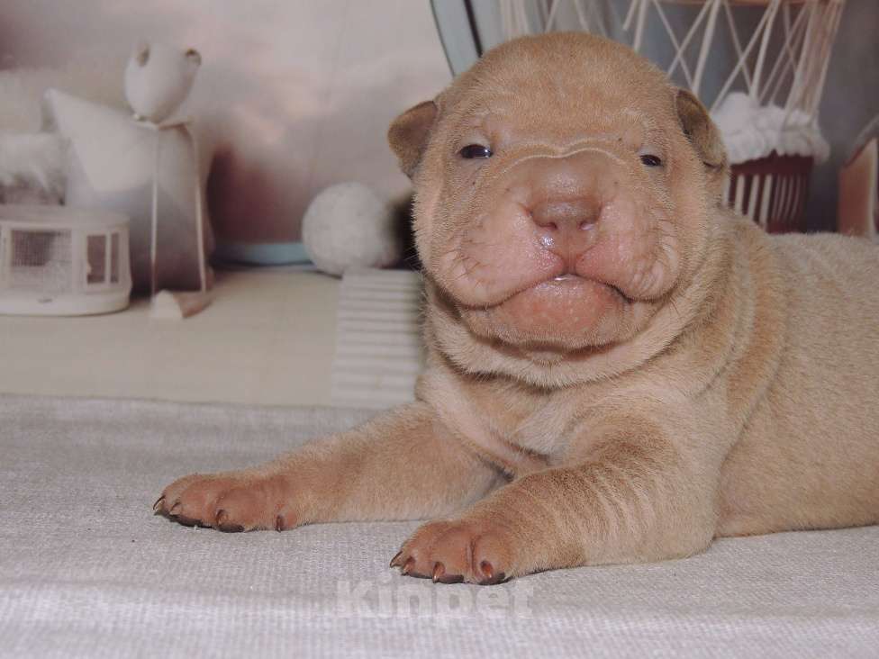 Собаки в Москве: Щенок шарпея Шат Шьюн Пан Марципан из питомника Мальчик, Бесплатно - фото 4