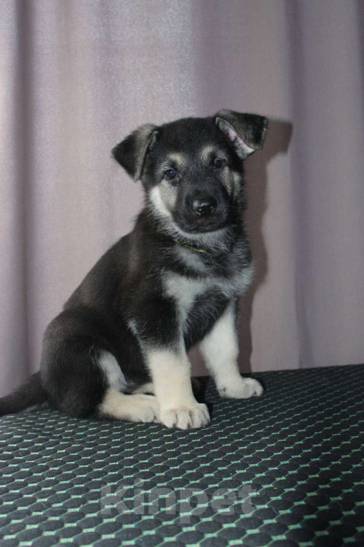 Собаки в Красноярске: Щенок ВЕО Нелли Голд Девочка, Бесплатно - фото 1