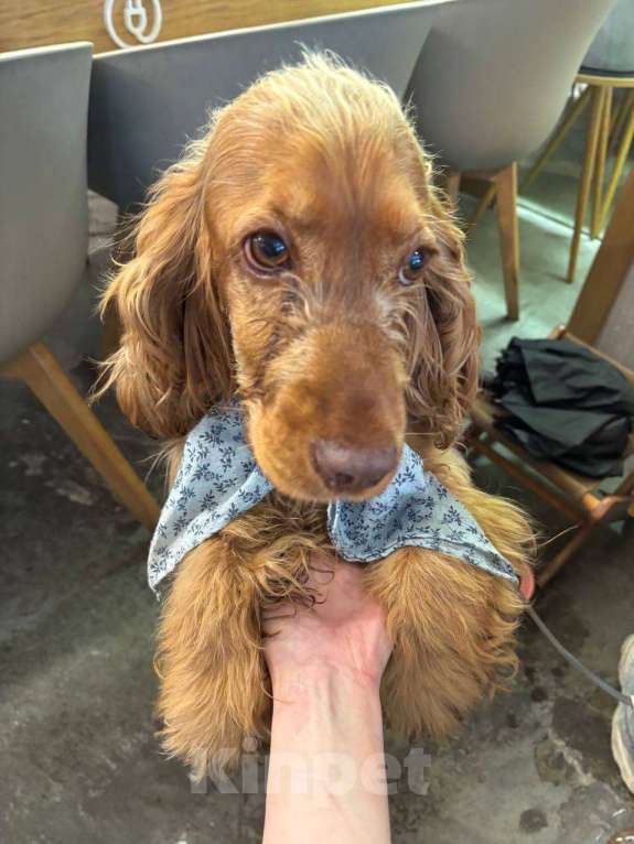 Собаки в Москве: Малышка Латта ищет новый дом Девочка, Бесплатно - фото 1