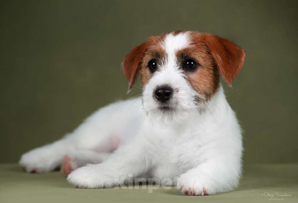 Собаки в Санкт-Петербурге: Марлекс Солар Найк  Мальчик, 80 000 руб. - фото 1