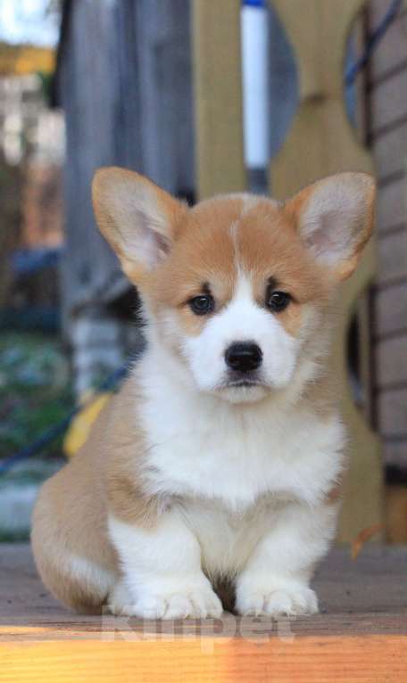 Собаки в Москве: Аманси Блюз Мальчик, 75 000 руб. - фото 5