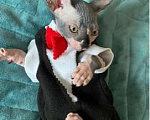 Кошки в Балашихе: Милейший озорник мальчик сфинкс Мальчик, 20 000 руб. - фото 4