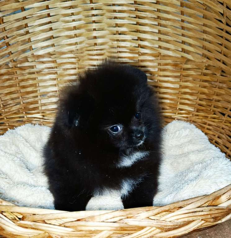 Собаки в Санкт-Петербурге: Черный мальчик Мальчик, 35 000 руб. - фото 1