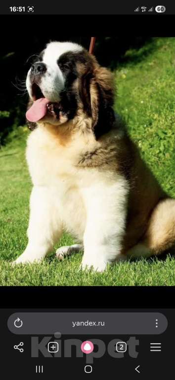 Собаки в Маркс: Бетховен Мальчик, 65 000 руб. - фото 2