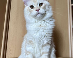 Кошки в Москве: Мальчик Мейн Кун Амулет  Мальчик, 40 000 руб. - фото 4