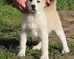 Собаки в Новосибирске: Щенки САО Алабай Девочка, 25 000 руб. - фото 6