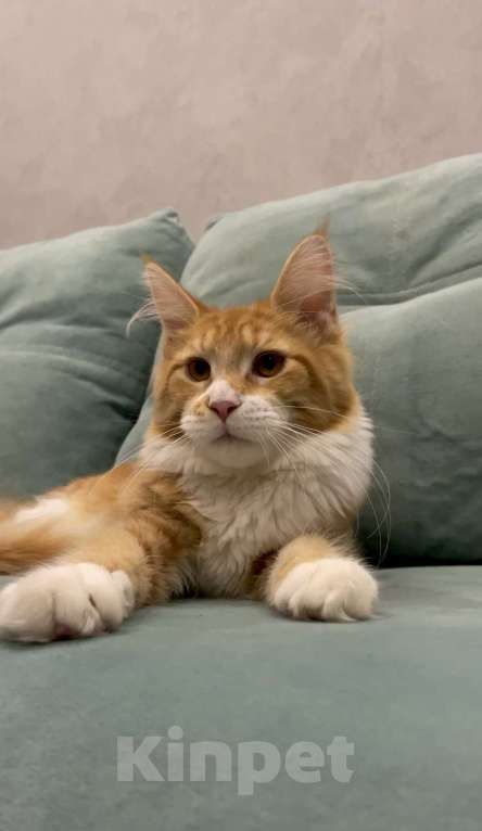 Кошки в Иркутске: Мейн-кун кошечка Девочка, 25 000 руб. - фото 2