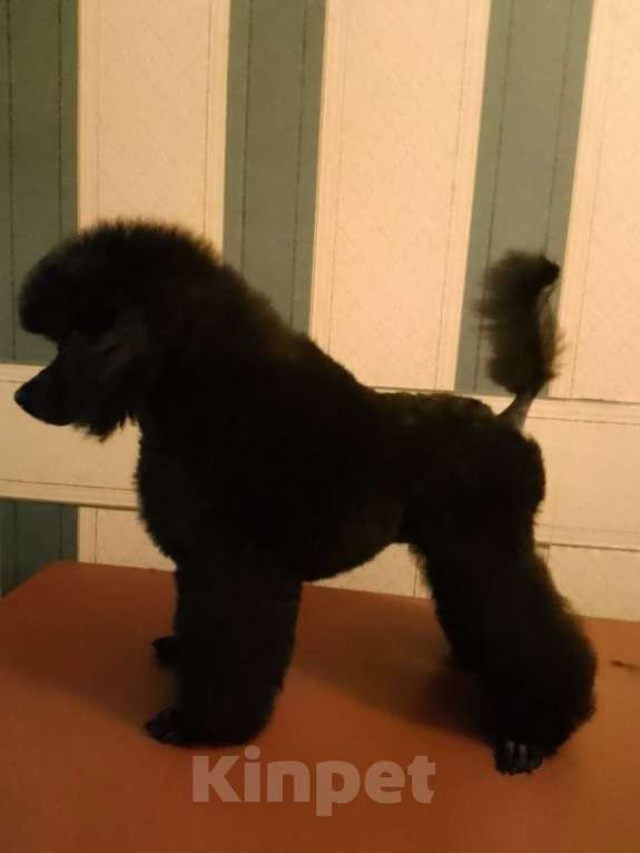 Собаки в Череповце: Щенки Той-пуделя Мальчик, 60 000 руб. - фото 2