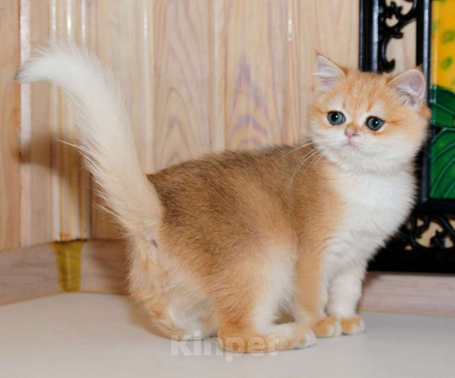 Кошки в Рыбинске: Британская короткошерстная 3 мес девочка .золото Девочка, 25 000 руб. - фото 1