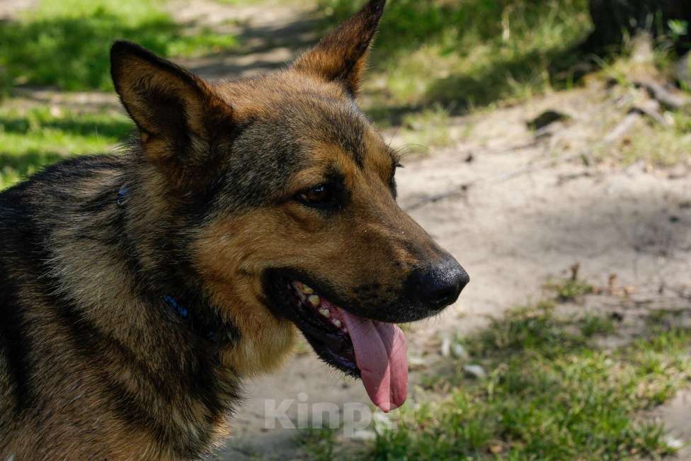 Собаки в Москве: Спирит Мальчик, Бесплатно - фото 9