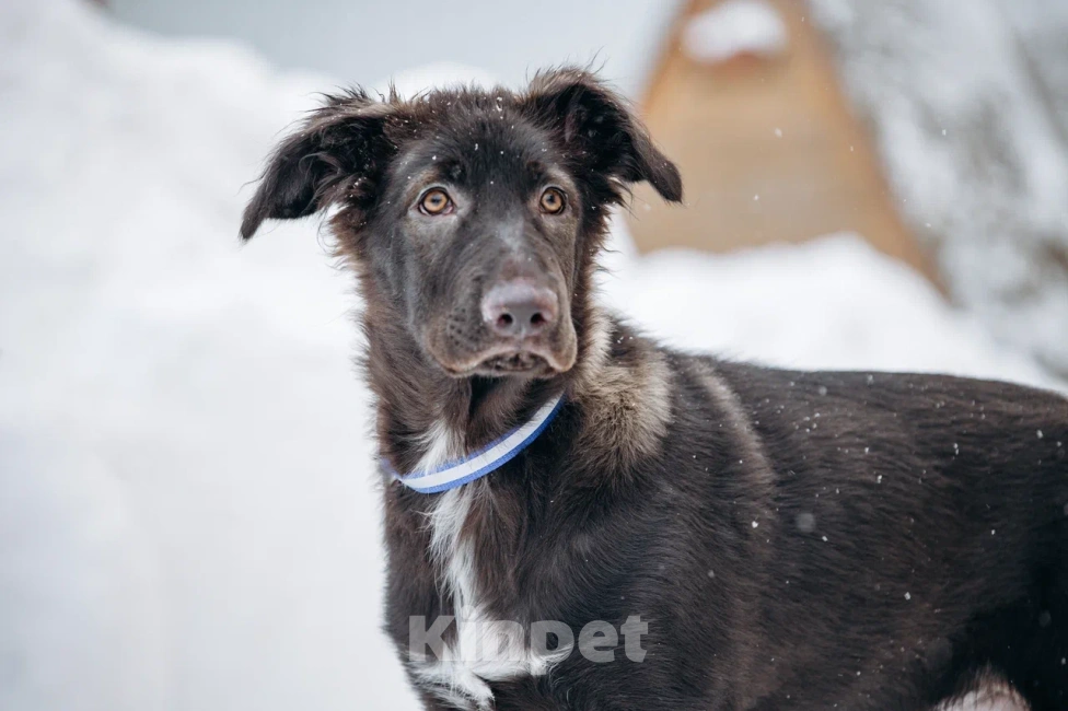 Собаки в Видном: Щенок Чип ищет дом Мальчик, Бесплатно - фото 2