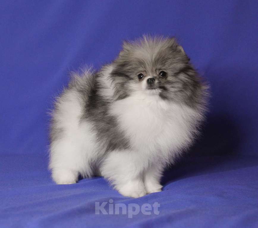 Собаки в Люберцах: Девочка шпица, бело-волчий окрас Девочка, 100 000 руб. - фото 3